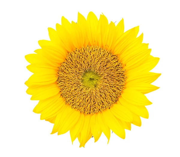 Yellow sunflower — Stock Photo, Image