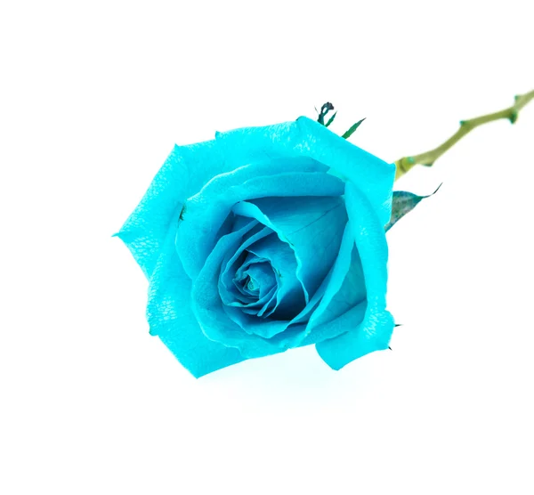蓝玫瑰 — 图库照片
