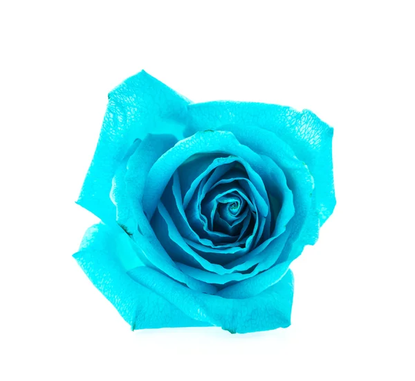 Rosa azul — Fotografia de Stock