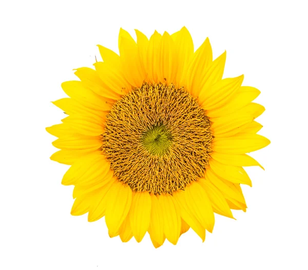 Girasole giallo — Foto Stock