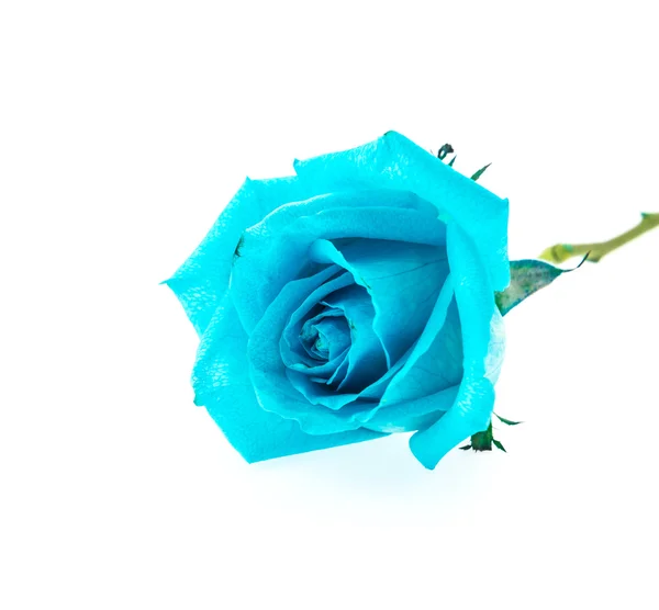 Blue rose — Stock Photo, Image