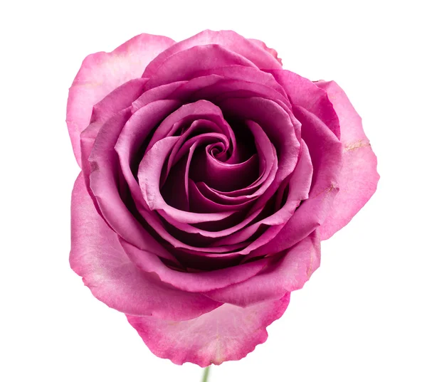 Pink rose — Stock Photo, Image