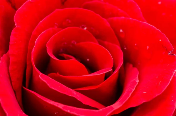 Zbliżenie róża — Zdjęcie stockowe