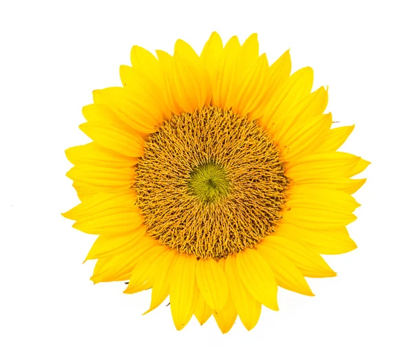 Girasole giallo — Foto Stock