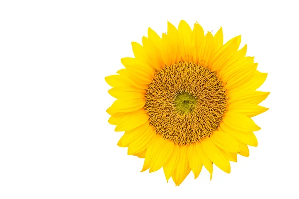 Girasole giallo — Foto Stock