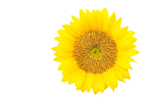 Girasole giallo — Foto Stock