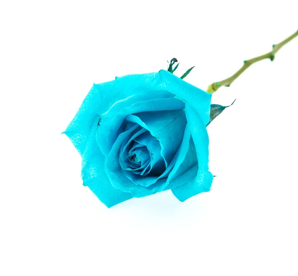 Blue rose — Stock Photo, Image