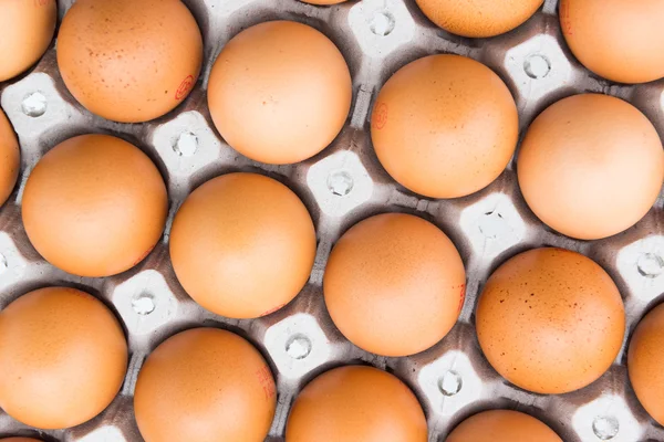 Chicken eggs — Stock Photo, Image