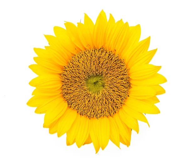 Yellow sunflower — Stock Photo, Image