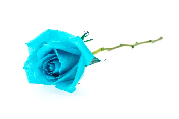 Blue rose — Stock Photo, Image