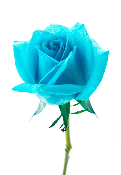 Rosa azul — Foto de Stock