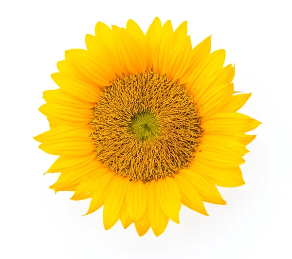 Girasole giallo — Foto Stock