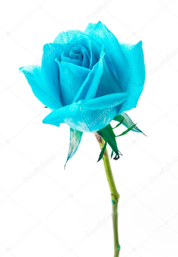 Blue rose