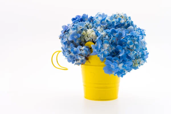 Hydrangea flower bouquet isolated — Stock Photo, Image