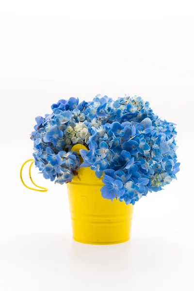 Hydrangea flower bouquet isolated — Stock Photo, Image