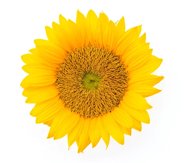 Girasole giallo — Foto Stock