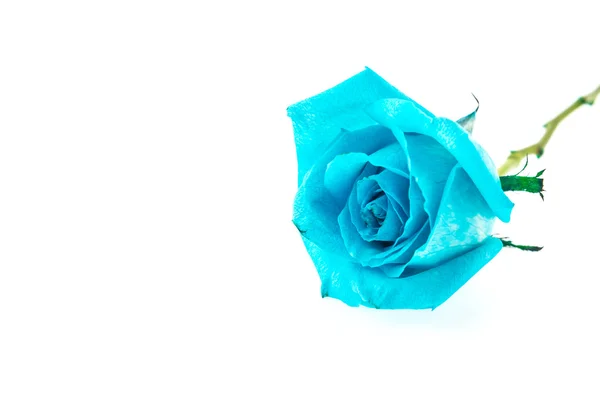 Rosa azzurra — Foto Stock