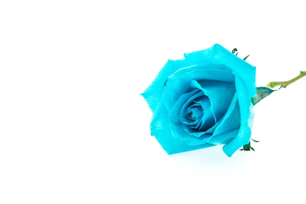 Rosa azzurra — Foto Stock