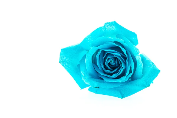 Rosa azul — Fotografia de Stock