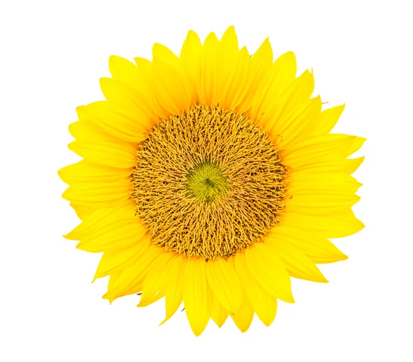 Zonnebloemen — Stockfoto