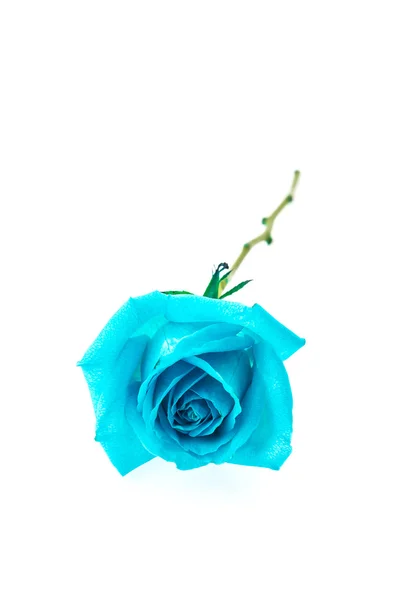 Rosa azzurra — Foto Stock