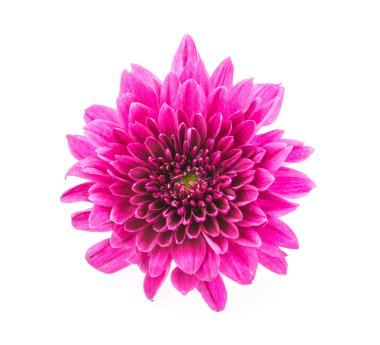 Beyaz arka plan üzerinde izole mum çiçeği