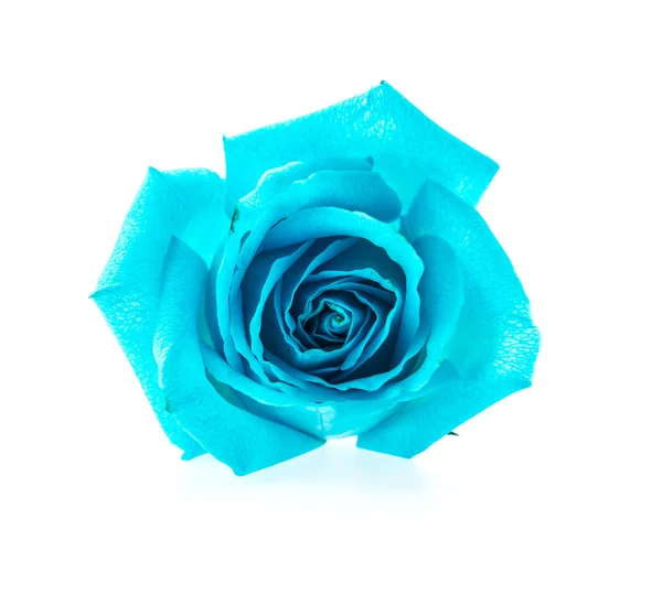 Rosa azul — Fotografia de Stock