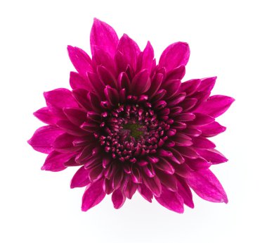 Beyaz arka plan üzerinde izole mum çiçeği