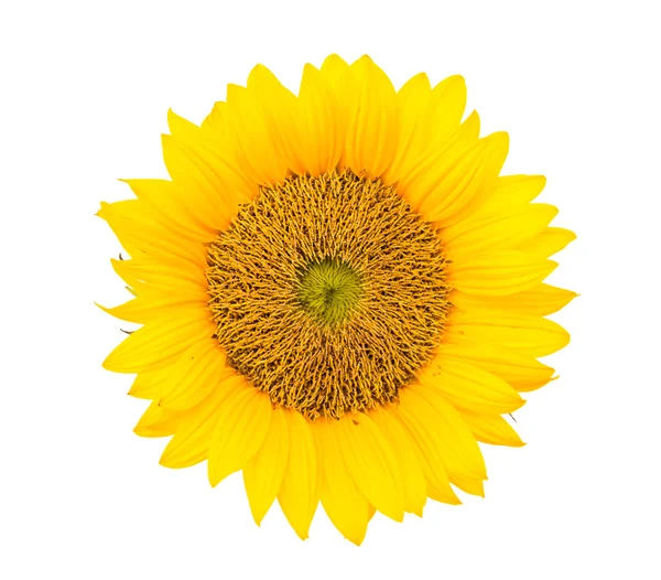 Zonnebloemen — Stockfoto