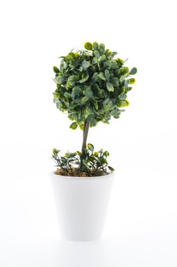 Beyaz arka plan üzerinde izole vazo çiçeği