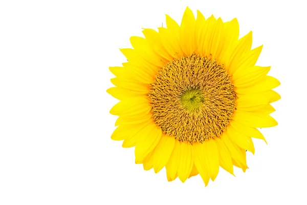 Sunflowers — Stock Photo, Image