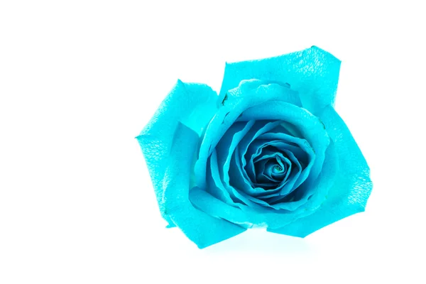 Rosa azul — Fotografia de Stock