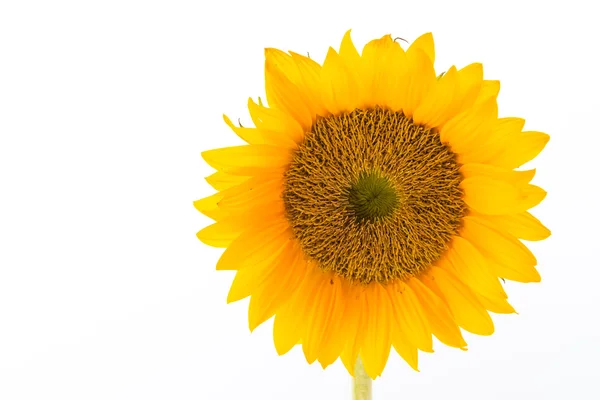 Sunflowers — Stock Photo, Image