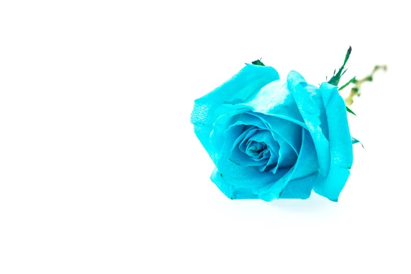 Blue rose — Stock Photo, Image