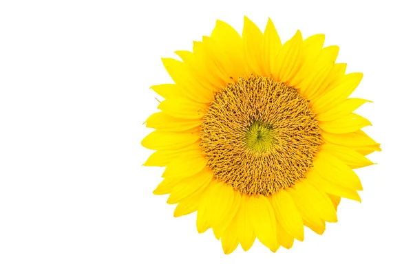 Zonnebloemen — Stockfoto