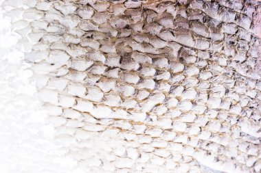 som balığı deri arka plan