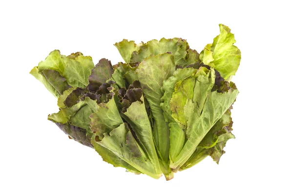 Fresh lettuce — Stock Photo, Image