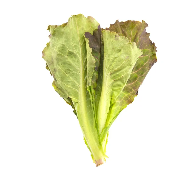 Lechuga fresca — Foto de Stock