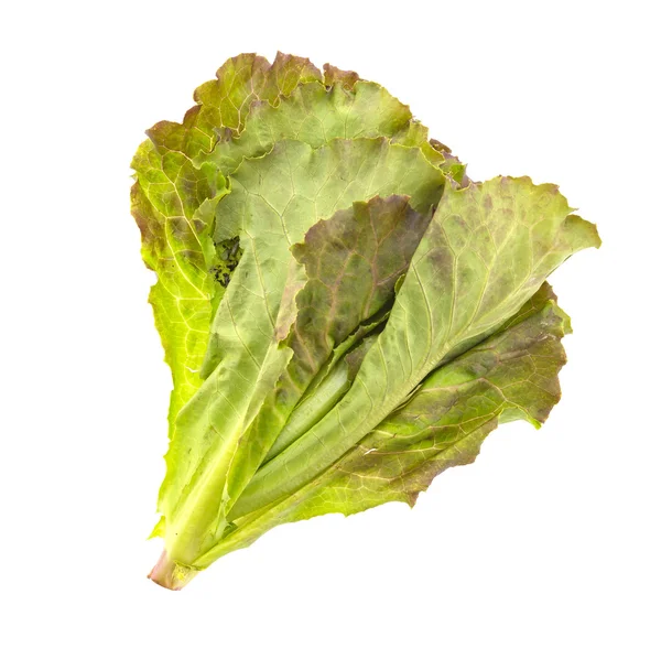 Lechuga fresca — Foto de Stock