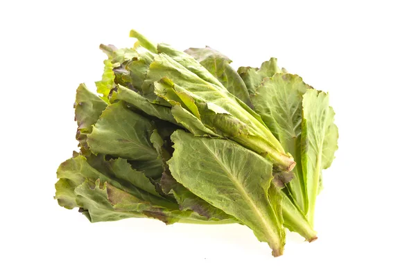 Lechuga fresca — Foto de Stock