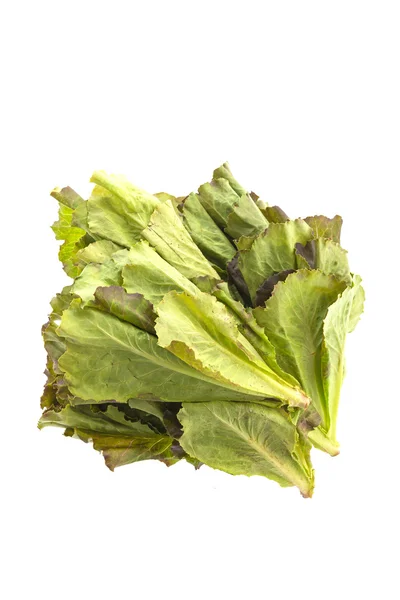 Fresh lettuce — Stock Photo, Image