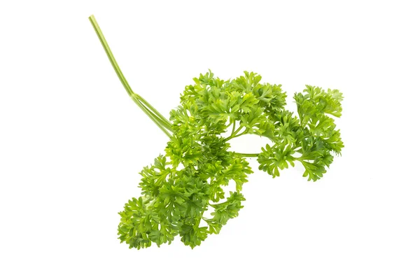 Parsley — Stock Photo, Image