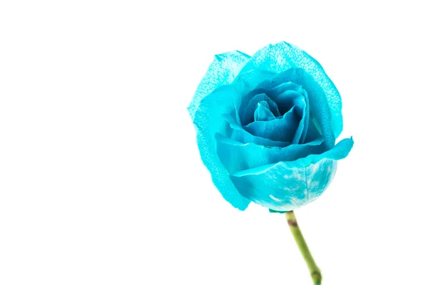 ดอกกุหลาบสีฟ้า — ภาพถ่ายสต็อก