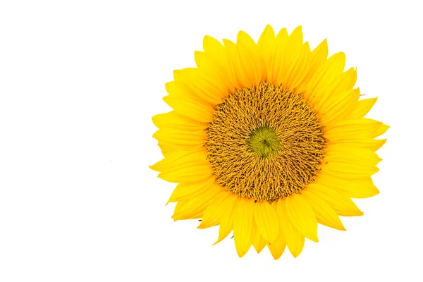 Yellow sunflower — Stock Photo, Image