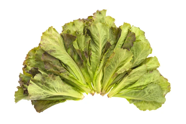 Lechuga — Foto de Stock