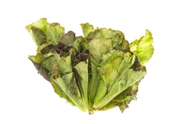 Lechuga aislada sobre fondo blanco — Foto de Stock