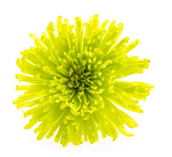 Kwiat zielony — Zdjęcie stockowe