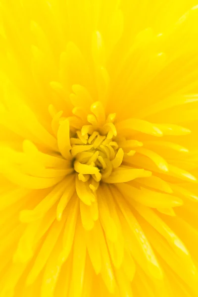 Fiore giallo — Foto Stock