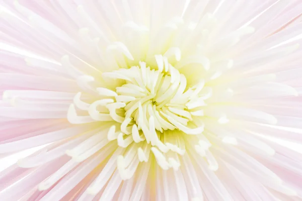 Flower — Stock Photo, Image