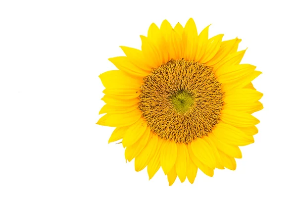 Sunflowers — Stock Photo, Image